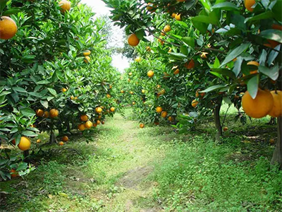 广西某柑橘种植基地